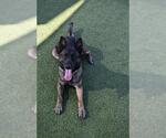 Small #1 German Shepherd Dog