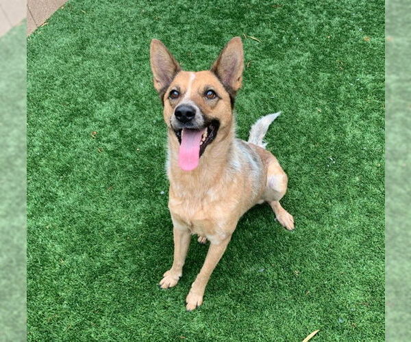 Medium Photo #2 Mutt Puppy For Sale in Moreno Valley, CA, USA