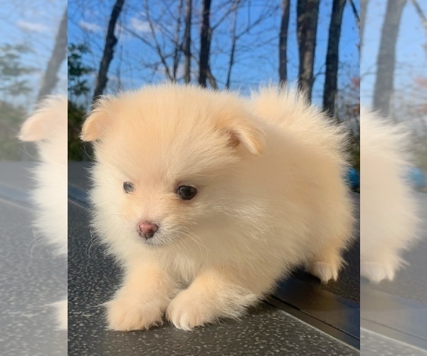 Medium Photo #16 Pomeranian Puppy For Sale in PORTLAND, ME, USA