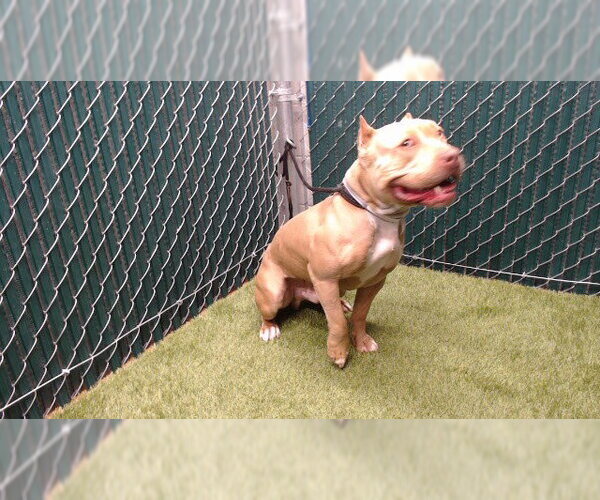 Medium Photo #1 Mutt Puppy For Sale in Downey, CA, USA