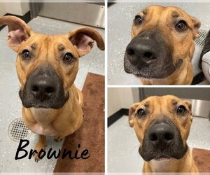 American Staffordshire Terrier-Unknown Mix Dogs for adoption in Pierceton , IN, USA
