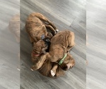 Small Photo #7 Boxer Puppy For Sale in HASLETT, MI, USA