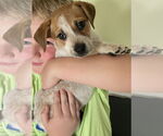 Small #1 Red Heeler Mix