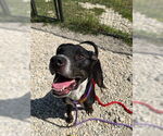 Small #2 American Pit Bull Terrier Mix