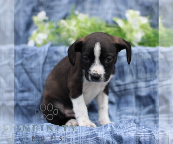 Medium Photo #5 Boston Terrier-Cock-A-Poo Mix Puppy For Sale in PORT ROYAL, PA, USA
