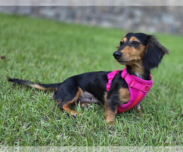 Medium Photo #4 Dachshund Puppy For Sale in Shelbyville, TN, USA