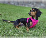 Small #3 Dachshund
