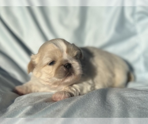 Medium Photo #1 Pekingese Puppy For Sale in MESQUITE, TX, USA