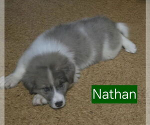 Australian Shepherd-Great Pyrenees Mix Dogs for adoption in Mechanicsburg, PA, USA