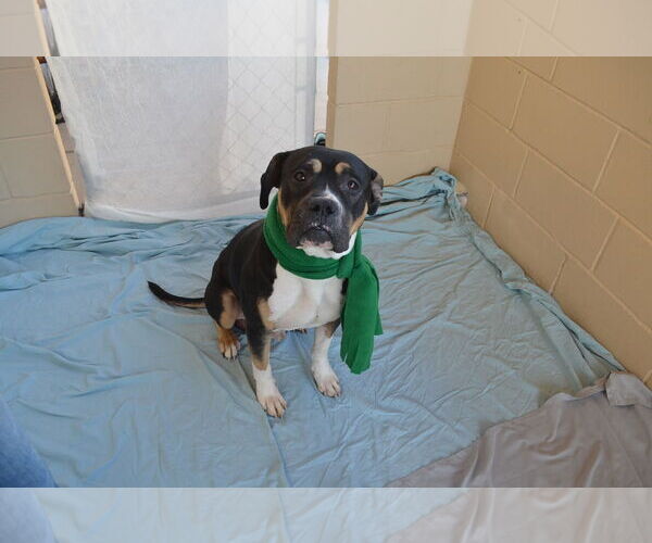 Medium Photo #2 Mastiff-Unknown Mix Puppy For Sale in McKinney, TX, USA