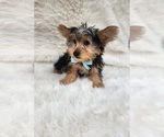 Small #2 Morkie