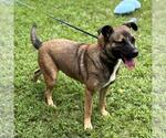 Small #1 Mutt