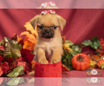 Small Photo #7 Brug Puppy For Sale in SAFFORD, AZ, USA