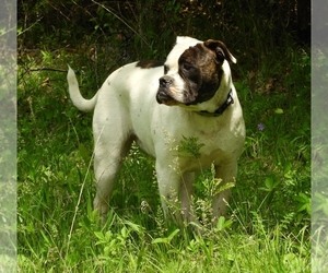 American Bulldog Puppy for sale in SALEM, MO, USA