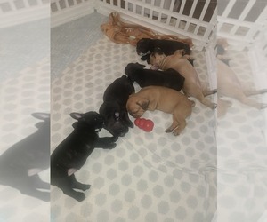 French Bulldog Puppy for sale in PHOENIX, AZ, USA