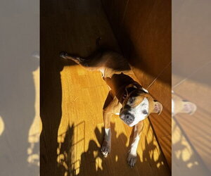 Shireen - Female Mutt Dog for Adoption - Photo #8