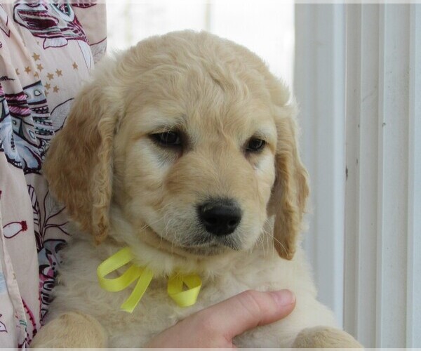 Medium Photo #4 Goldendoodle Puppy For Sale in WAYNESVILLE, MO, USA