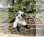 Small Photo #5 Miniature Bernedoodle Puppy For Sale in GOSHEN, IN, USA