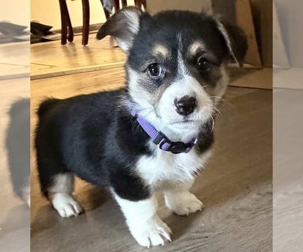 Medium Photo #1 Pembroke Welsh Corgi Puppy For Sale in INDEPENDENCE, MO, USA