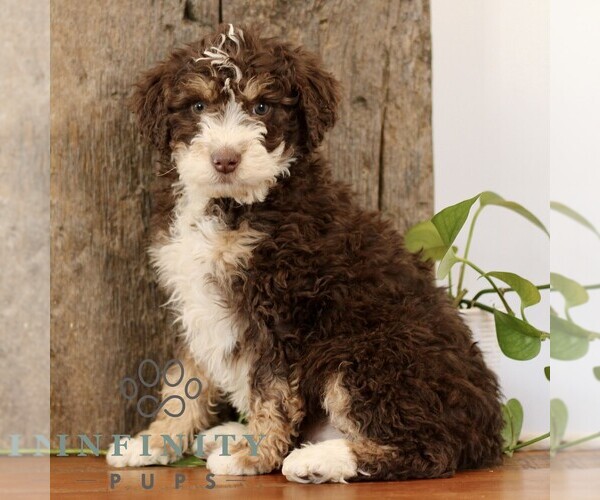Medium Photo #4 Bernedoodle (Miniature) Puppy For Sale in NARVON, PA, USA