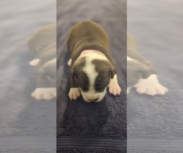 Medium Photo #13 American Bully Puppy For Sale in KISSIMMEE, FL, USA