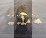 Small Photo #13 American Bully Puppy For Sale in KISSIMMEE, FL, USA