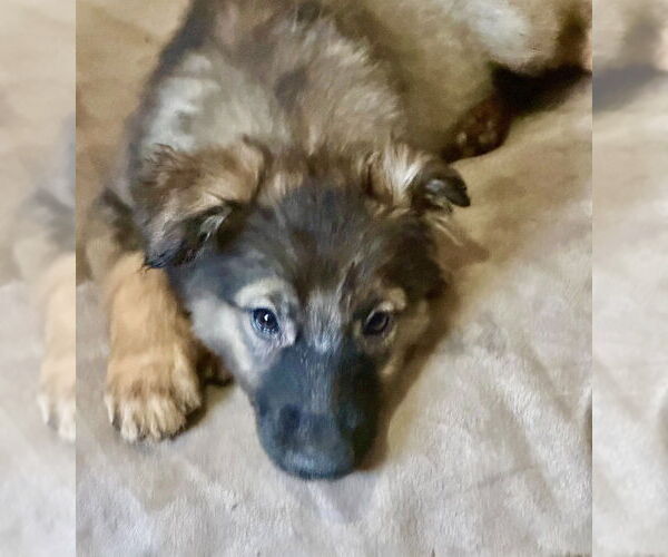 Medium Photo #1 Mutt Puppy For Sale in San Diego, CA, USA