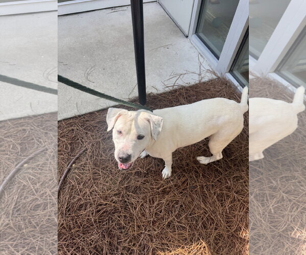 Medium Photo #2 Mutt Puppy For Sale in Hilton Head, SC, USA