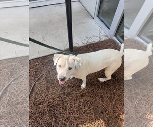 Dumpling - Female Mutt Dog for Adoption - Photo #2