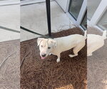 Small #1 Mutt