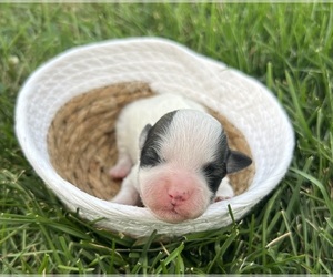 Zuchon Puppy for sale in FAIRBANK, IA, USA