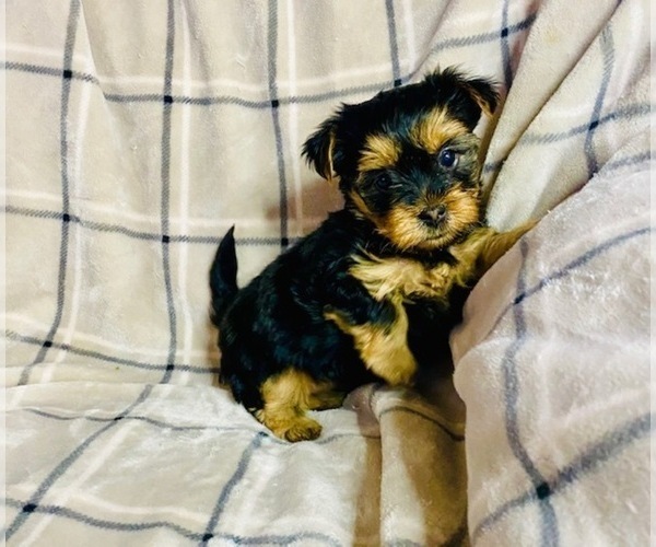 Medium Photo #1 Yorkshire Terrier Puppy For Sale in FREEDOM, WI, USA