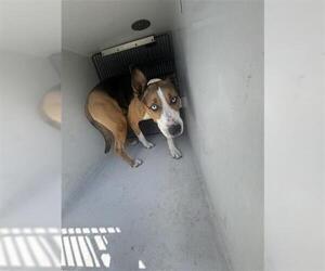 Bull Terrier-Unknown Mix Dogs for adoption in Houston, TX, USA