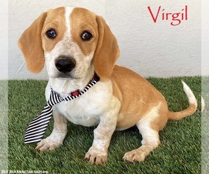 Basset Hound-Unknown Mix Dogs for adoption in San Diego, CA, USA