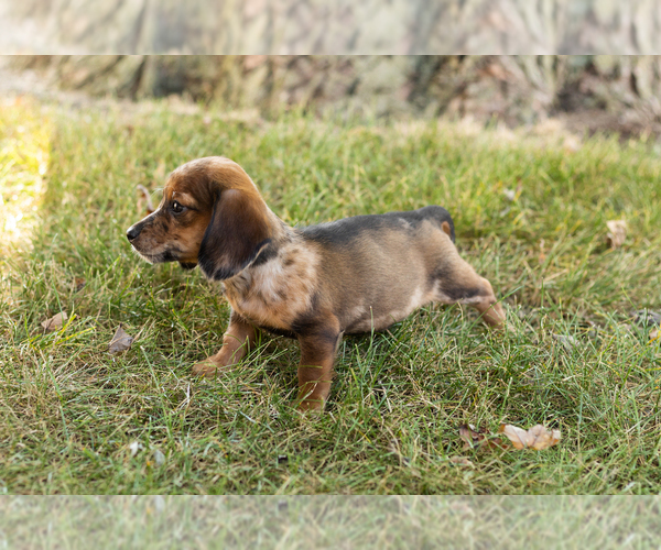 Medium Photo #15 Dachshund Puppy For Sale in NAPPANEE, IN, USA