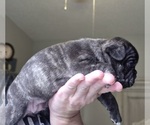 Small #6 Faux Frenchbo Bulldog
