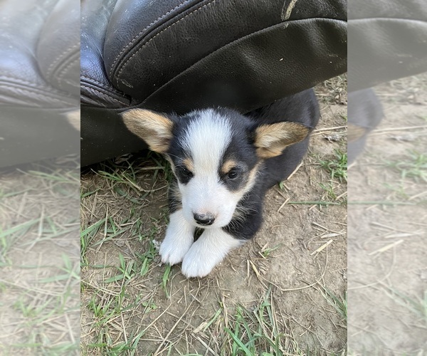 Medium Photo #10 Pembroke Welsh Corgi Puppy For Sale in LONDON, KY, USA