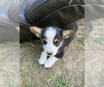 Small #9 Pembroke Welsh Corgi