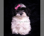Small Photo #20 Maltipoo (Miniature) Puppy For Sale in WARSAW, IN, USA