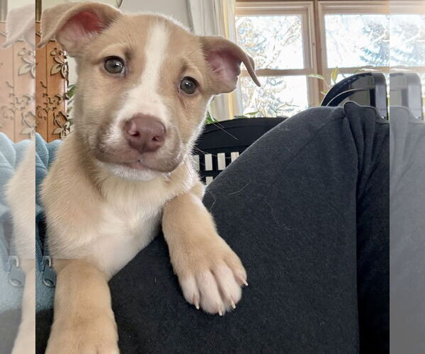 Medium Photo #21 Siberian Husky-Unknown Mix Puppy For Sale in Fargo, ND, USA