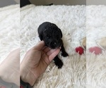 Small #111 Bernedoodle