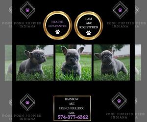 French Bulldog Puppy for sale in WARSAW, IN, USA