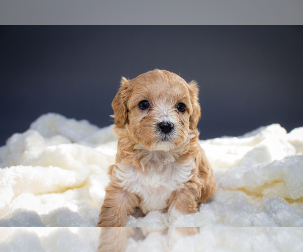 Medium Photo #2 Cavapoo Puppy For Sale in PORTAGE, MI, USA