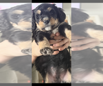 Small Photo #1 Bernedoodle Puppy For Sale in MIDLAND, MI, USA