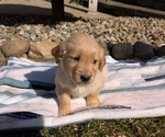 Small #4 Golden Retriever