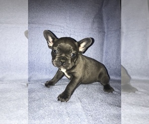 French Bulldog Puppy for sale in WAXAHACHIE, TX, USA
