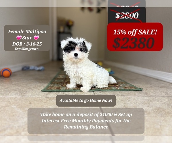 Medium Photo #2 Maltipoo Puppy For Sale in TUCSON, AZ, USA