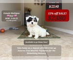 Small #1 Maltipoo