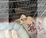 Image preview for Ad Listing. Nickname: Green collar bo