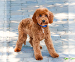 Small #1 Goldendoodle